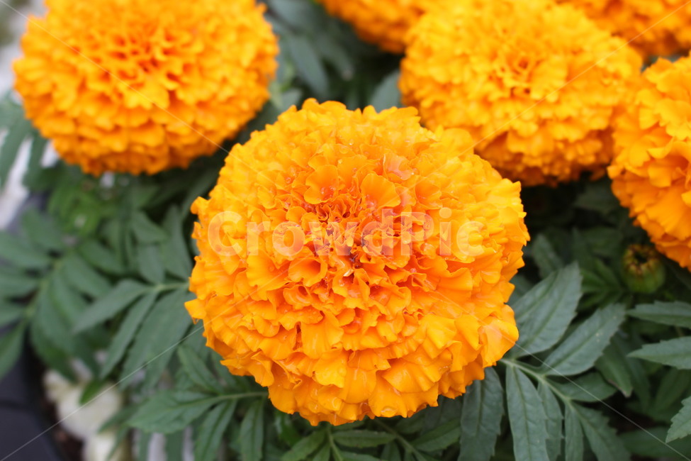 금잔화,메리골드,marigold,꽃,주황색꽃,plant,식물,blossom,flower,orange,화단,화원,자연,봄,spring,vivid,꽃잎,예쁜,beautiful