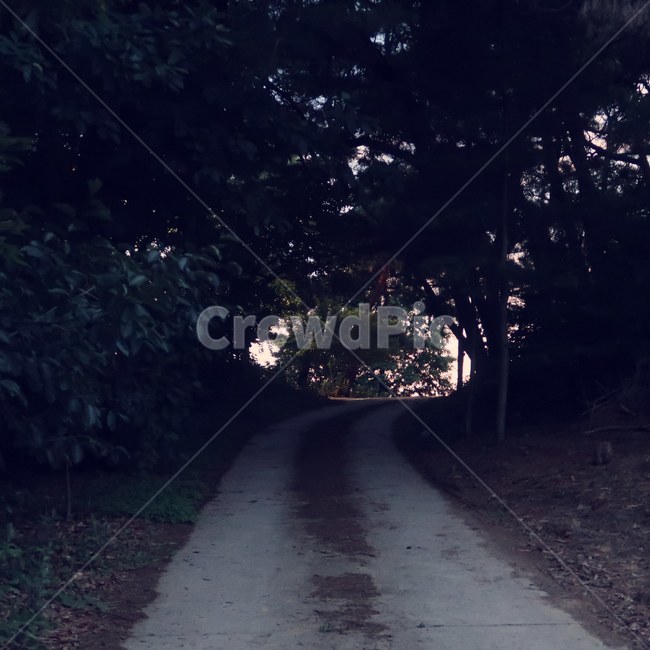 tarmac,asphalt,forest,nature,dark,shadow,road,evening,outdoors,타맥,아스팔트,숲,숲길,숲속,자연,환경,어두운,그림자,옥외,야외