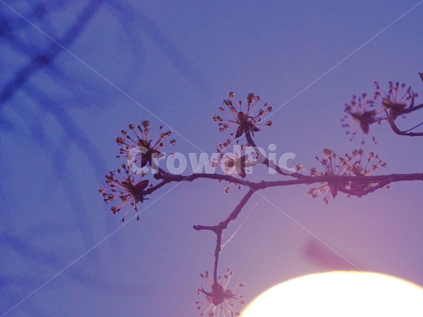 전봇대,수술,식물,나뭇가지,조명