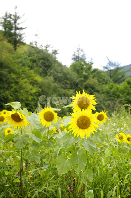 해바라기,꽃,꽃밭,flower,식물,식물,자연,plants,nature,꽃,flower