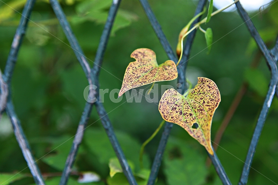 단풍,낙엽,나무잎,잎,식물,자연,계절,색상,색감,색,가을,계절,fall,autumn,season,식물,자연,plants,nature,leaf,plant,veins,정맥