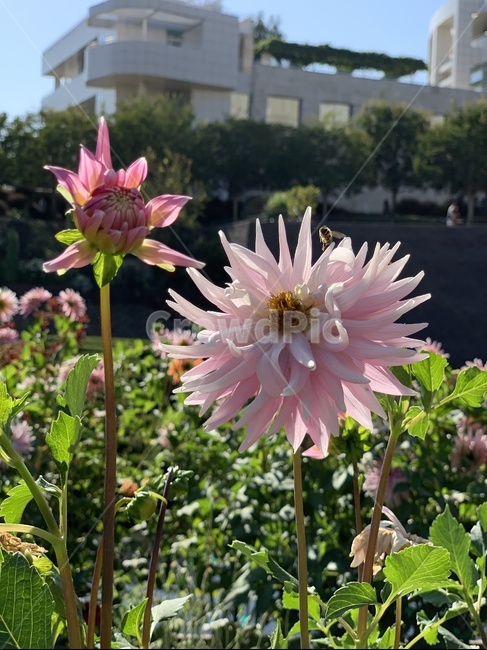 식물,꽃,자연,가을,핑크꽃,plant,flower,blossom,식물,자연,plants,nature,꽃,flower