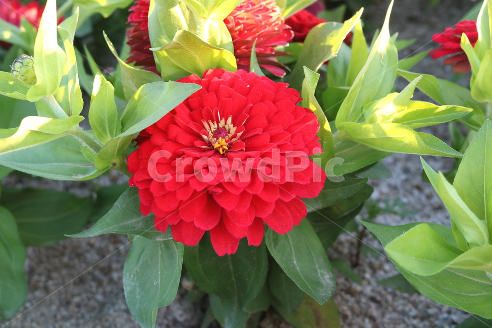 꽃,백일홍,백일홍꽃,식물,자연,국화과,붉은색꽃,식물,자연,plants,nature,꽃,flower