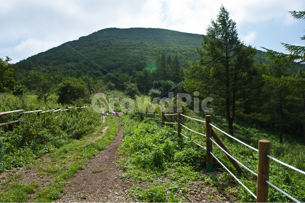 자연,정선,두문동재,야생,풍경,자연,풍경,nature,landscape,road,도로,gravel,자갈,dirt road,흙길,fir,전나무,plant,식물,tree,나무,outdoors,옥외