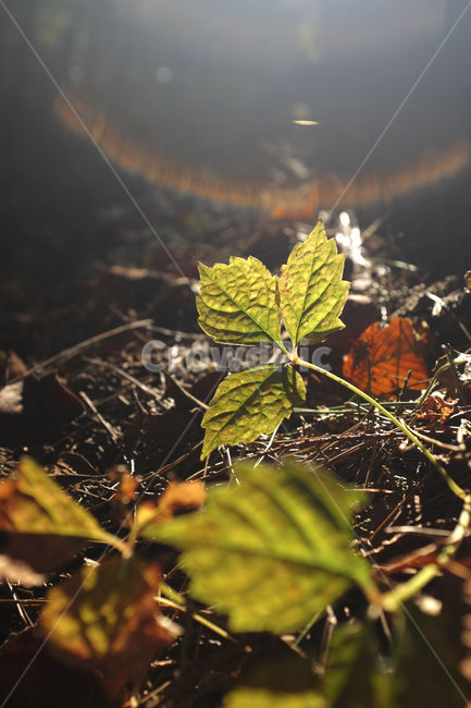 자연,잎,숲,빛,nature,leaf,light,forest,햇빛,숲속,플레어,sunlight,식물,plant,식물,자연,plants,nature,휴식,힐링,rest,relaxation,healing