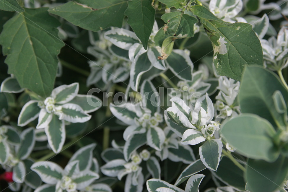 plant,식물,flower,꽃,희테두리,식물,자연,plants,nature