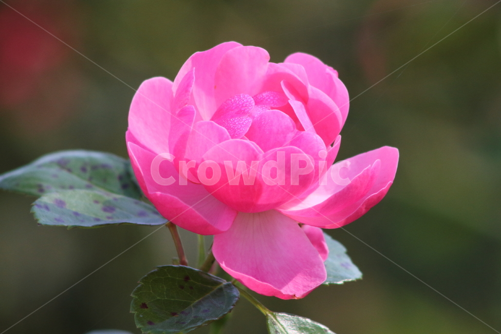 장미,꽃,식물,정원수,rose,식물,자연,plants,nature,꽃,flower