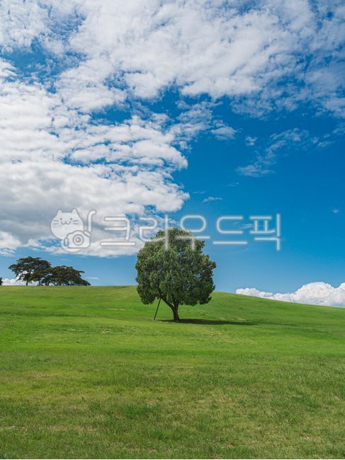 Olympic Park,sky,green,Alone tree,tree,cloud,weather,park,lawn