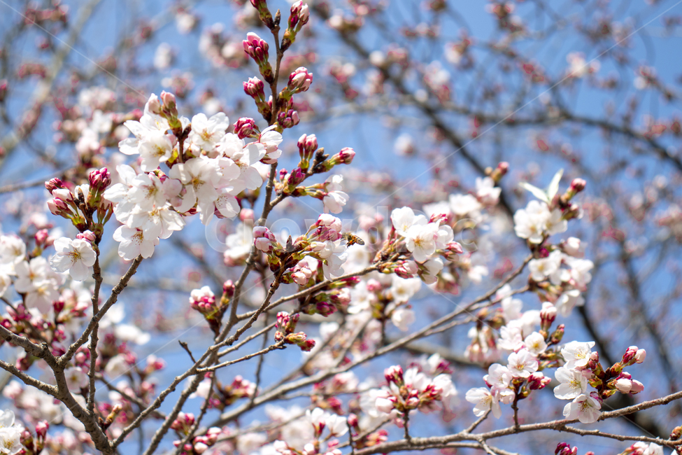 벚꽃,봄,벌,나무,분홍,야외,핑크,계절,자연,식물,spring,season,plants,nature,flower,blossom,cherry,bee