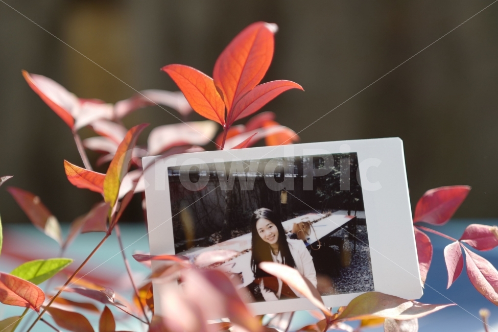 폴라로이드,가을,사진,폴라로이드사진,단풍,잎,식물,자연,plants,nature,사람,인물,인간,human,person,여성,여자,woman,female,lady,연출,컨셉,콘셉,direction,concept