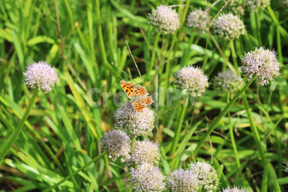 나비,동물,곤충,자연,꽃,공원,식물,자연,plants,nature,꽃,flower,동물,animal,곤충,벌레,insect,bug