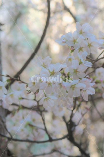 벚꽃,봄,따스한,꽃,감성,오후,나른한,포근한,꽃잎,분홍,따뜻한,봄바람,봄기운,꽃나무,하얀,벚꽃잎,꽃봉오리,봄꽃,벚꽃나무,봄날씨