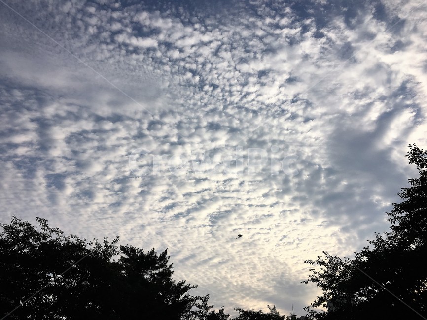 하늘,구름,새,풍경,양털구름,자연,풍경,nature,landscape,outdoors,옥외,cloud,sky