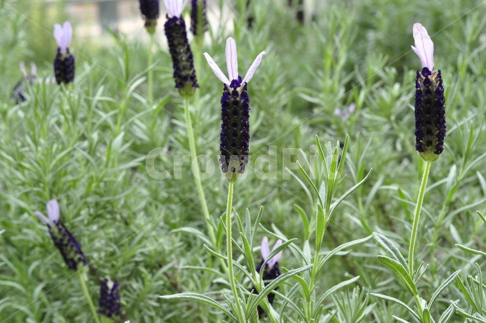 plant,식물,flower,꽃,green,초록,식물,자연,plants,nature,꽃,flower