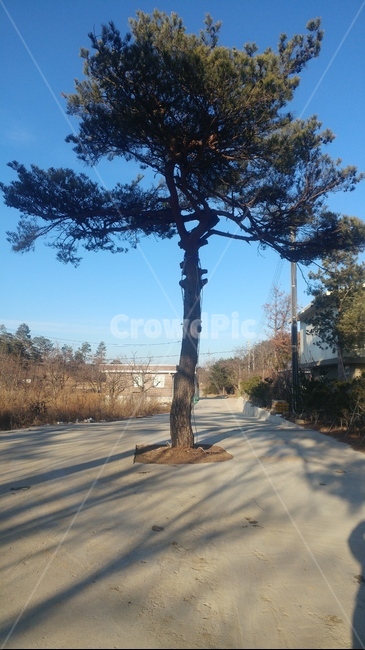 소나무,식물,나무,침엽수,트리