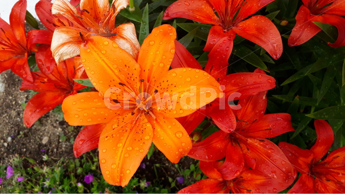 백합,lily,꽃,flower,식물,자연,야외,flowerbed,나리,yellow,orange,식물,자연,plants,nature,꽃,flower