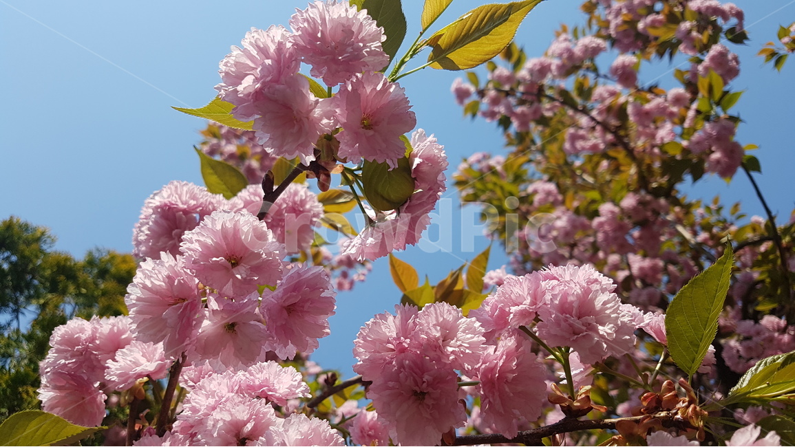 겹벚꽃,벚꽃,봄,꽃,핑크,cherryblossom,분홍,분홍색,하늘,자연,flower,flowers,spring,nature,plants,계절,pink,season,식물,왕벚꽃,꽃잎,sky,봄,계절,spring,season,식물,자연,plants,nature,꽃,flower,plant