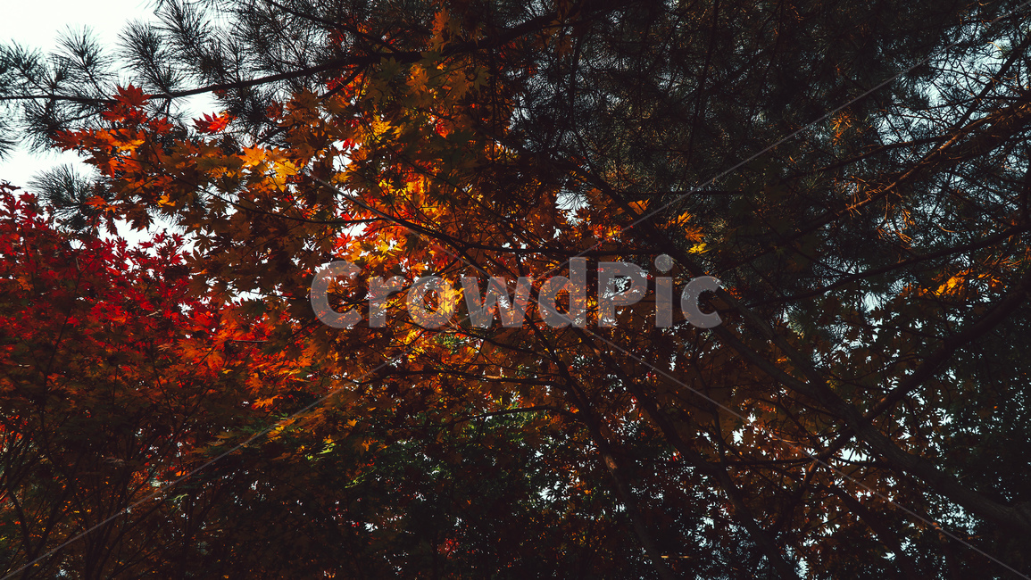 plant,식물,leaf,잎,단풍,나무,가을,가을,계절,fall,autumn,season
