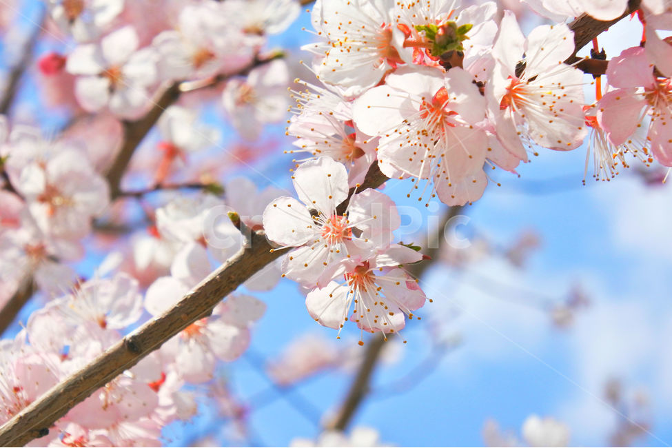 봄,꽃,감성사진,살구,살구꽃,연분홍,분홍,색감,자연,sky,pink,flower,봄,계절,spring,season,식물,자연,plants,nature,꽃,flower,plant,blossom
