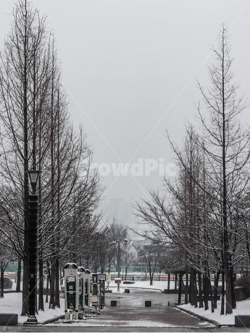 눈,겨울,공원,나무,흐린날,snow,winter,겨울,계절,winter,season,자연,풍경,nature,landscape,path,통로