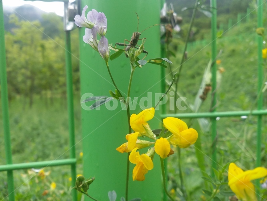 식물,plant,꽃,flower,자연,곤충,식물,자연,plants,nature