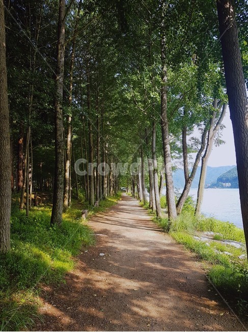 숲,숲길,나무길,산책길,자연,나무,tree,자연,풍경,nature,landscape,plant,식물