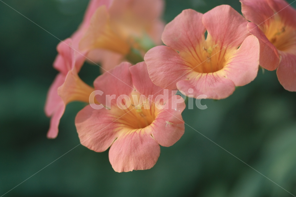자연,식물,꽃,풀,nature,plant,flower,grass,식물,자연,plants,nature,꽃,flower