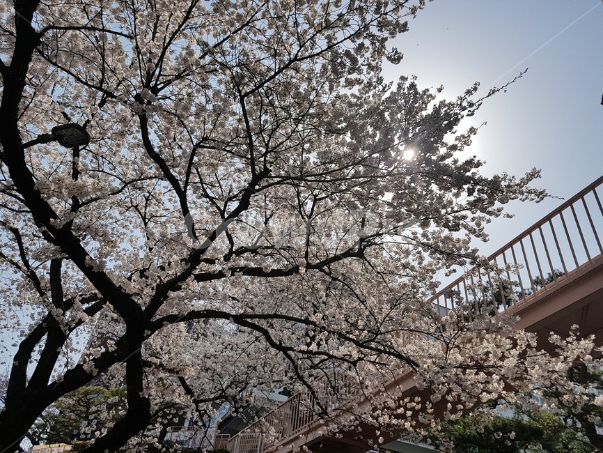 벚꽃,벚꽃나무,벚나무,cherryblossom,orientalcherry,자연,풍경,nature,landscape,식물,plants,꽃,flower,plant,blossom,cherry blossom