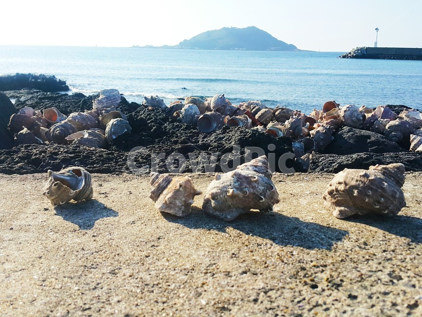 제주도,비양도,소라,제주바다,제주풍경
