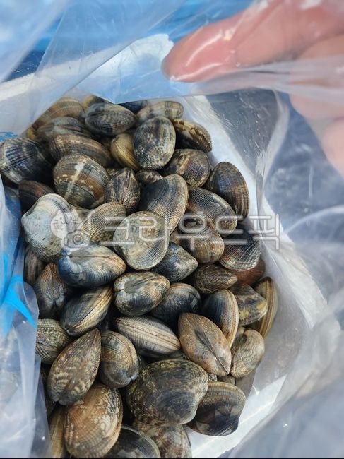seafood,clam,조개,해물,바지락