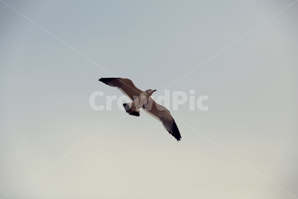 seagull,갈배기,바다,하늘,새,동물,animal,조류,새,birds