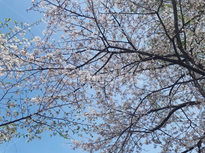 벚꽃,자연,나무,하늘,꽃,봄,계절,spring,season,plant,식물,tree