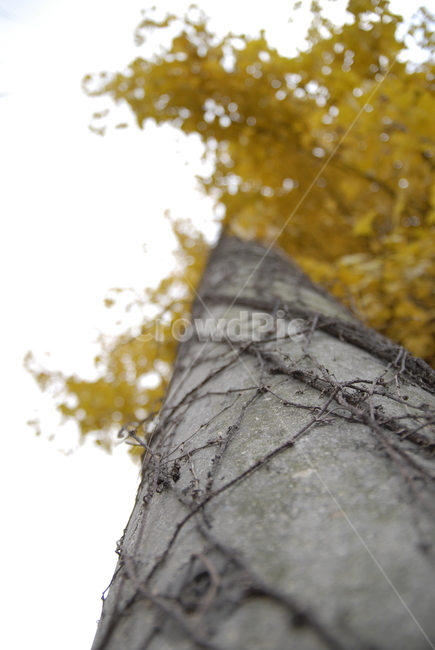 나무,은행나무,덩쿨,은행,기둥,가을,계절,fall,autumn,season,식물,자연,plants,nature,나무,trees,wood,tree,plant,tree trunk,나무 줄기