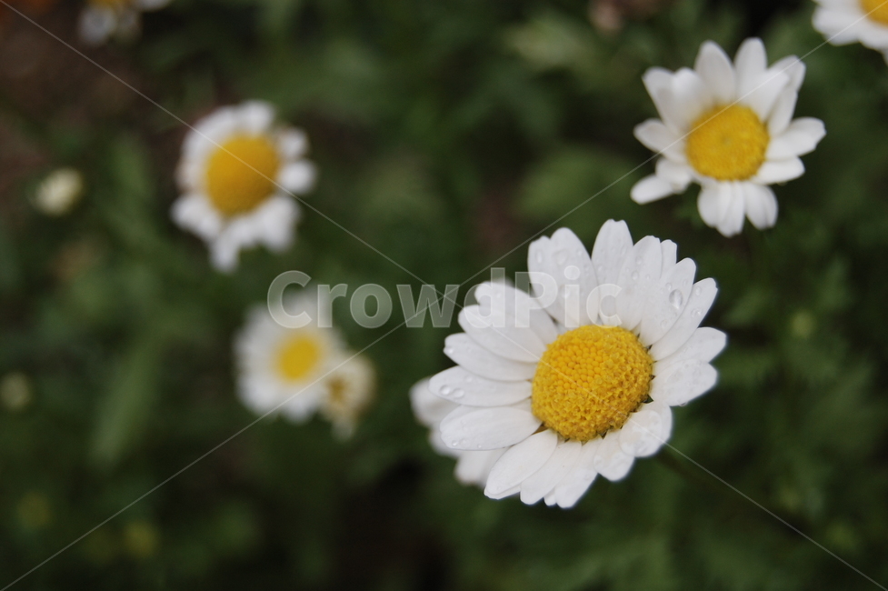 들꽃,팬지,데이지,daisies,flower,비,rain,afterrain,식물,자연,plants,nature,꽃,flower