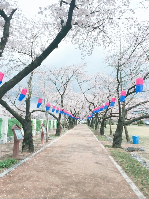 벚꽃,봄,공원,벚꽃놀이,꽃,자연,대전,나무,길,풍등,등
