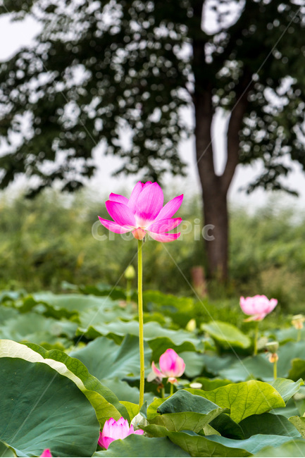 연꽃,연잎,연대,습지,자연,식물,자연,plants,nature,꽃,flower