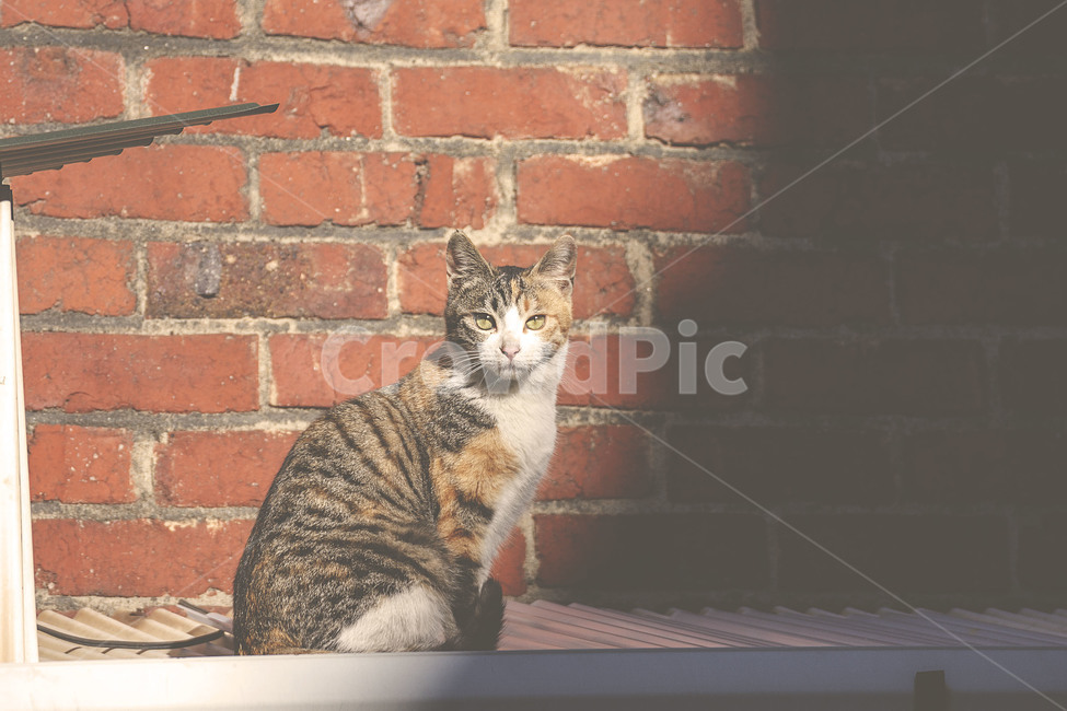 동물,animal,고양이,cat,길고양이,streetcat,길냥이,아기고양이,동물,animal,포유류,mammal,고양이,cat,kitten,kitty