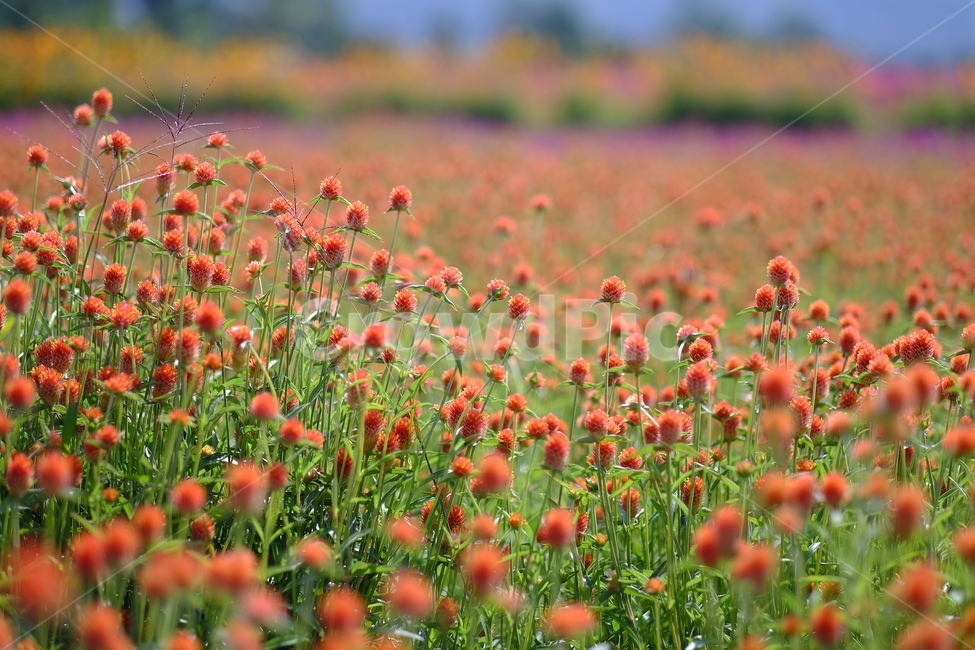 천일홍,나리공원,꽃,풍경,양주,식물,식물,자연,plants,nature,꽃,flower