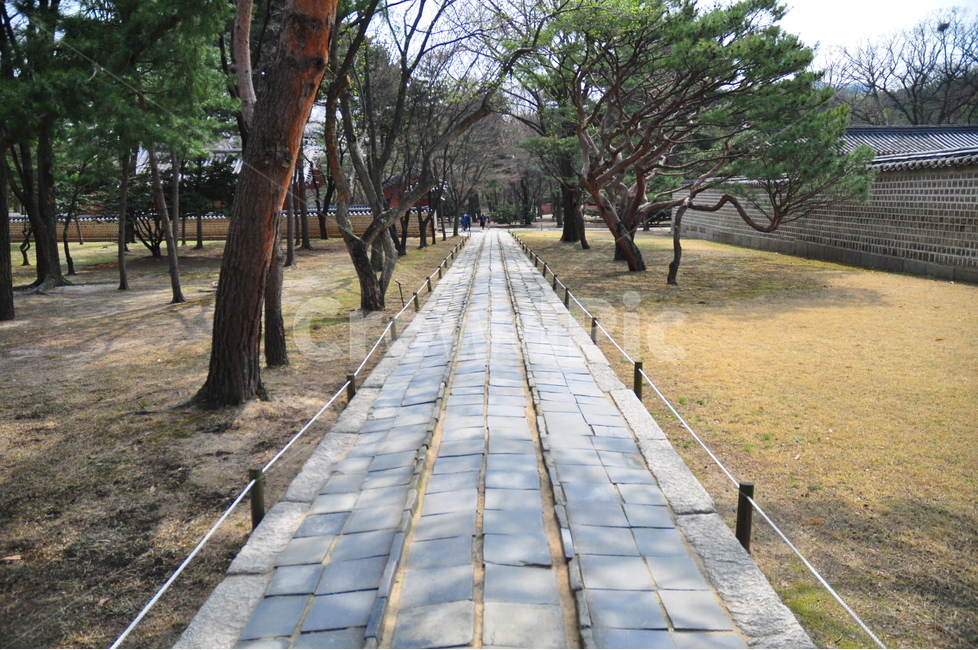 자연,풍경,나무,길,잔디,종묘,전통,테두리,배경,색감,한국전통,한국문화,korean traditional,korean culture,식물,자연,plants,nature,나무,trees,wood