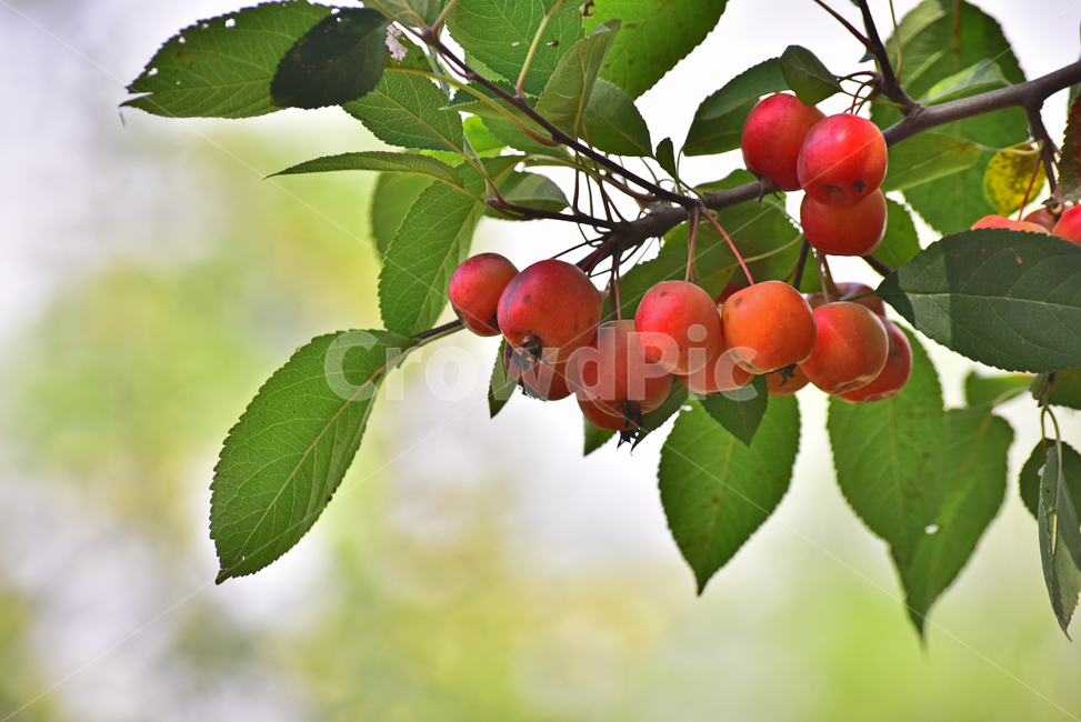 사과,애기사과,능금,과일,식용,음식,푸드,apple,fruit,간식,디저트,먹거리,구연산,달콤,새콤,나무열매,열매,food,plant,배경,바탕,백그라운드,background,빨강색,레드,식물,과일,열매,fruit