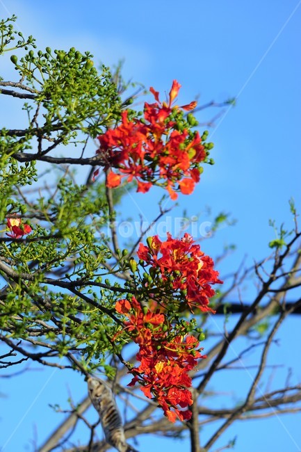 꽃,나무,자연,식물,하늘,파란하늘,flower,sky,nature,크리스마스트리나무,크리스마스트리꽃,외국꽃,열대나무,붉은꽃,redcolor,green,초록,외국자연풍경,식물,자연,plants,nature,꽃,flower
