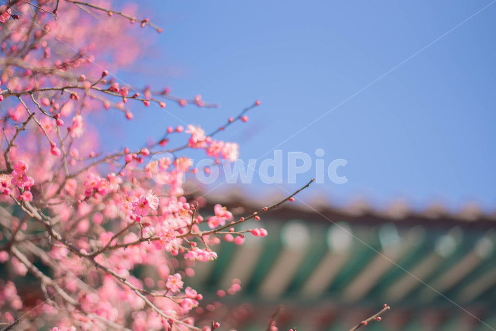 꽃,홍매화,절,봄꽃,매화,봄,계절,spring,season,식물,자연,plants,nature,꽃,flower,plant