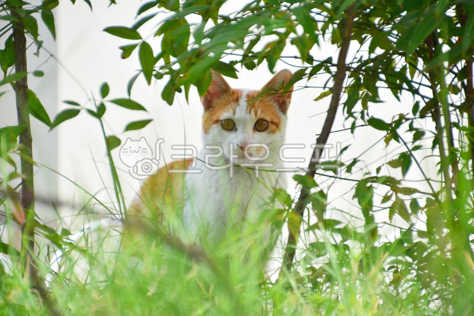 green,stray cat,bush,cat,tree,animal,pet