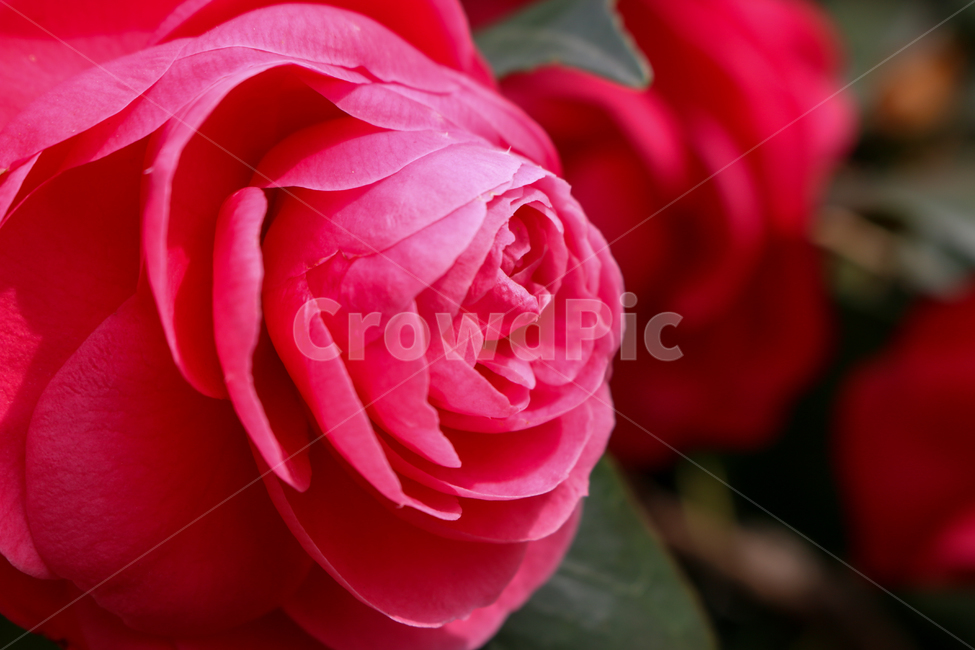 blossom,rose,장미,flower,꽃,plant,식물,식물,자연,plants,nature,꽃,flower
