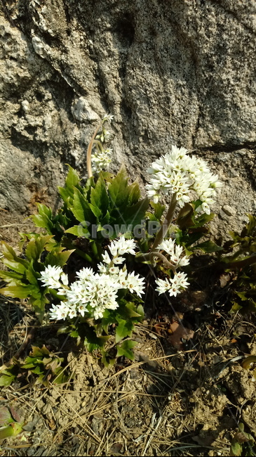 식물,나무,꽃,plant,blossom,flower,돌단풍,장장포,부처손,돌나리,추엽초,노호장