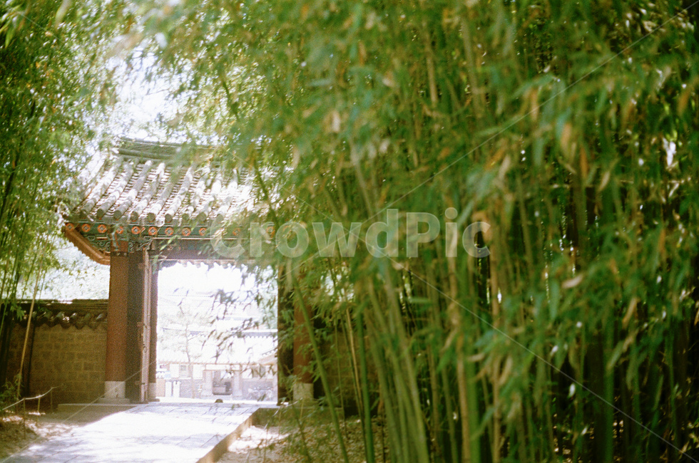 기와,koreanpalace,palace,tree,korea,전통,기와지풍,대나무,햇빛