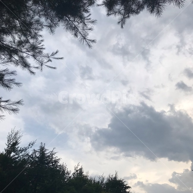 구름,cloud,하늘,sky,날씨,weather,nature,자연,plant,식물,tree,나무