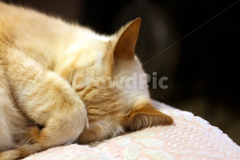고양이,애완동물,pet,동물,cat,낮잠,sleepingcat,나른,반려동물,반려묘,동물,animal,포유류,mammal,고양이,cat,kitten,kitty