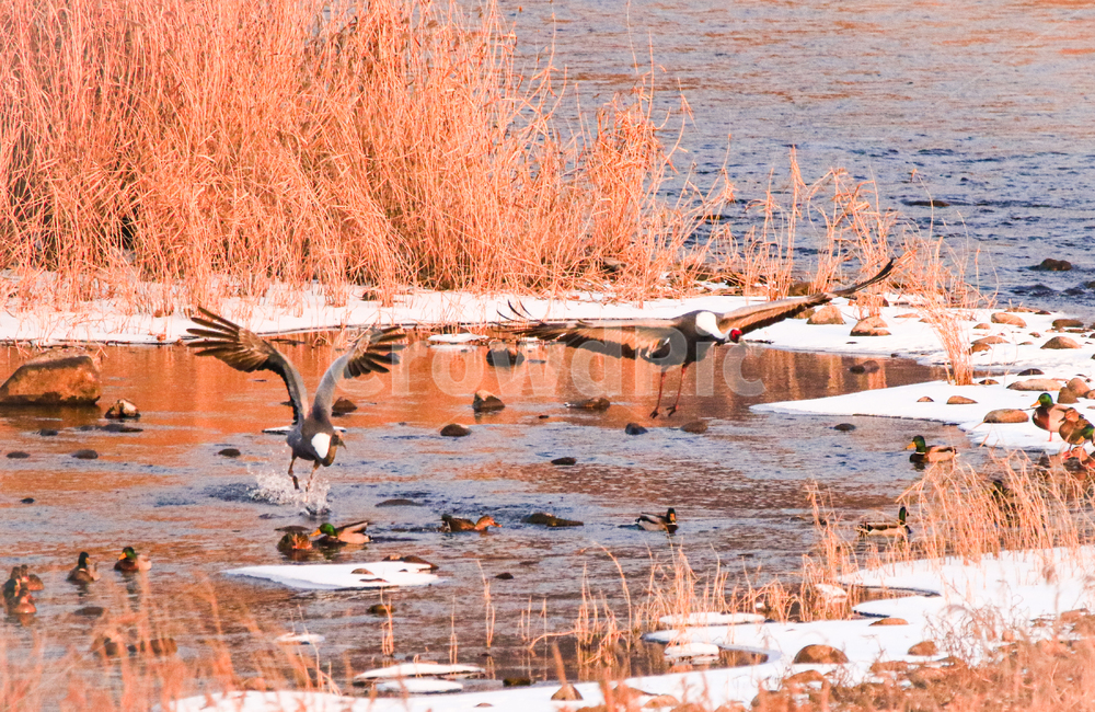 nature,자연,두루미,land,bird,동물,새,겨울,계절,winter,season,동물,animal,조류,새,birds