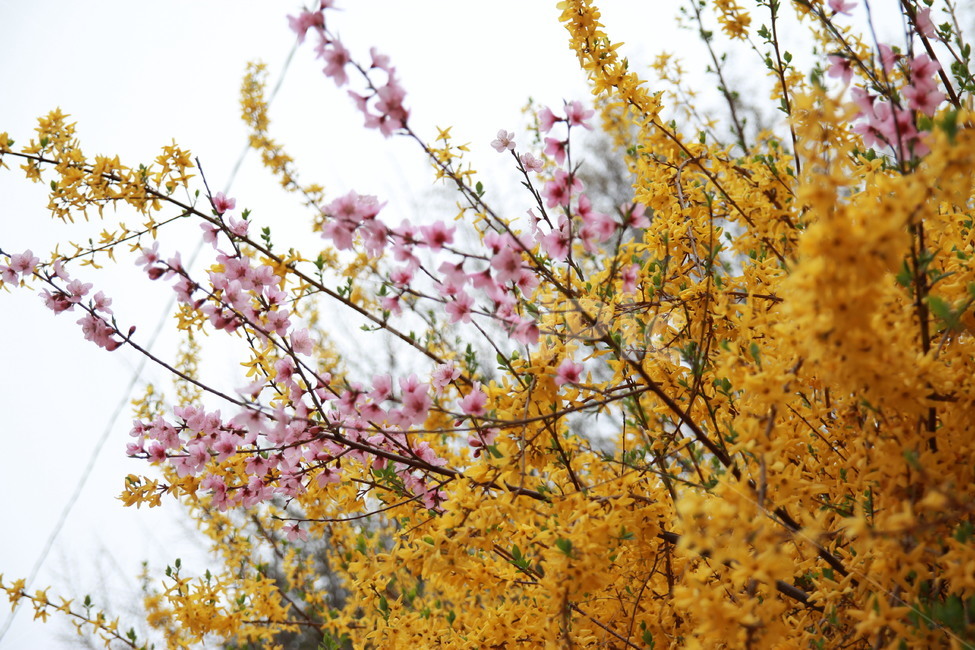 개나리,꽃,자연,식물,plant